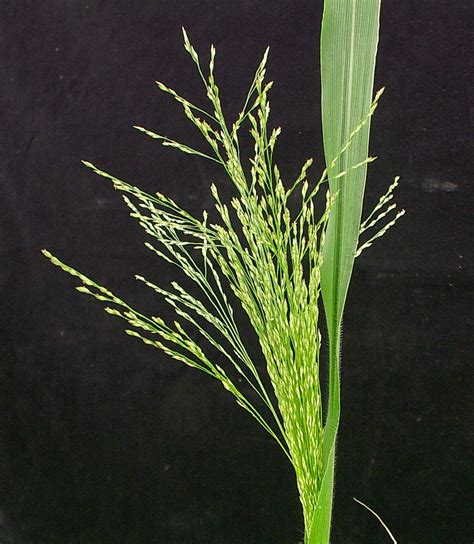 Fall Panicum Weed Identification Guide For Ontario Crops Ontarioca