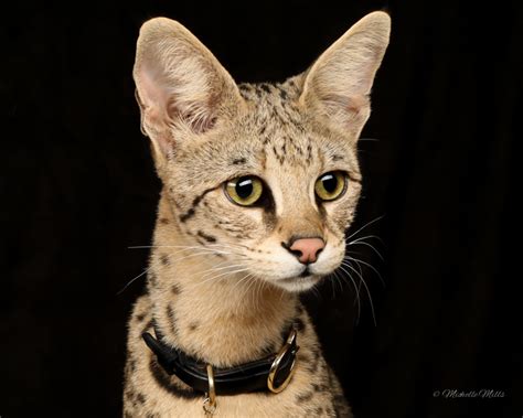 The savannah cat are large in size and look like a wildcat. Savannah Cat - Size,Diet,Temperament,Price.