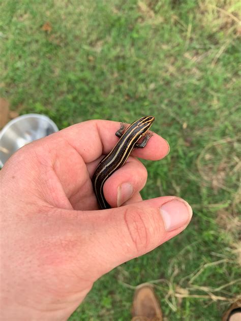 Five Lined Skink Beautiful Lil Dude From Soklahoma Herpetology