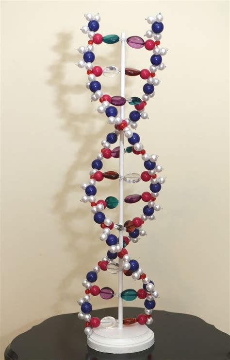 This Dna Is A Teaching Model It Demonstrates Different Structural