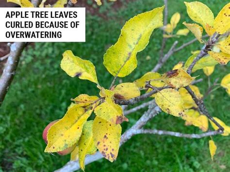 6 Causes Of Apple Tree Leaves Curling And How To Fix Them World Of