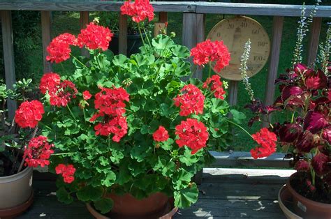 Two Sisters Gardening Geraniums Try Saving A Container Plant For