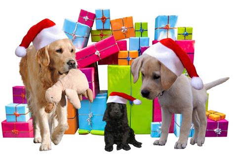 20 Best Pet Ts To Get Your Dog This Christmas