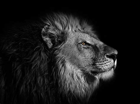 Lion Amoled 4k Wallpapers Wallpaper Cave