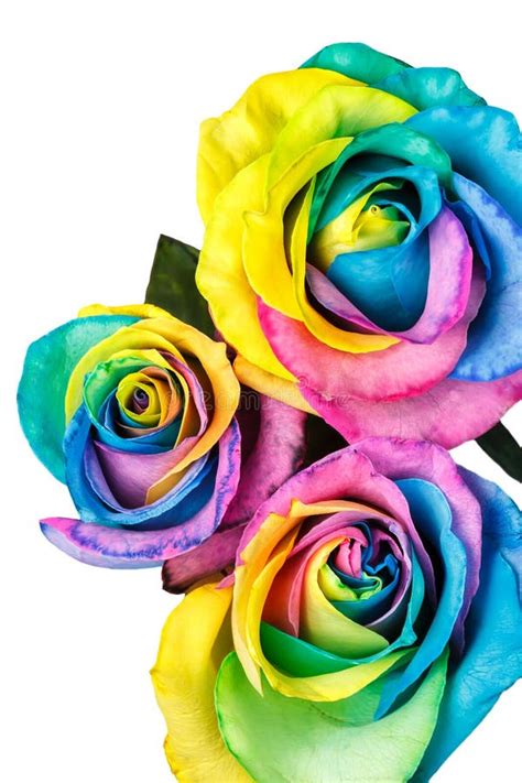 Rainbow Color Rose Stock Vector Illustration Of Chunks 44360089