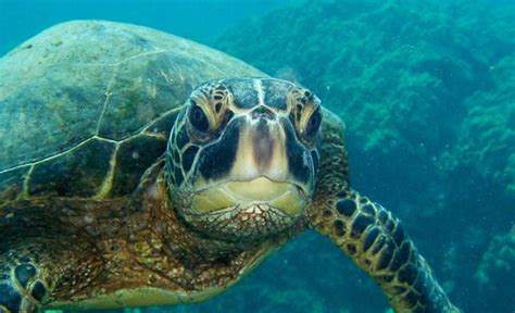 Marine Mammal And Sea Turtle Populations Benefitting From