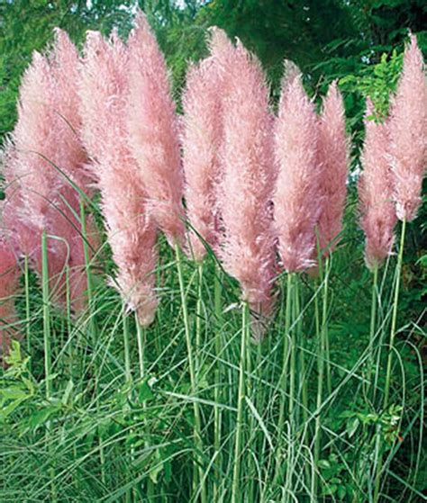 100pcs Pink Pampas Grass Seeds Cortaderia Selloana Showy Etsy