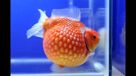 Everything About Pearlscale Goldfish Youtube