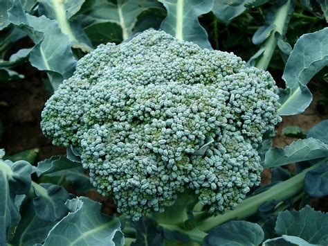 Broccoli Plant Growing Broccoli Broccoli Vegetable