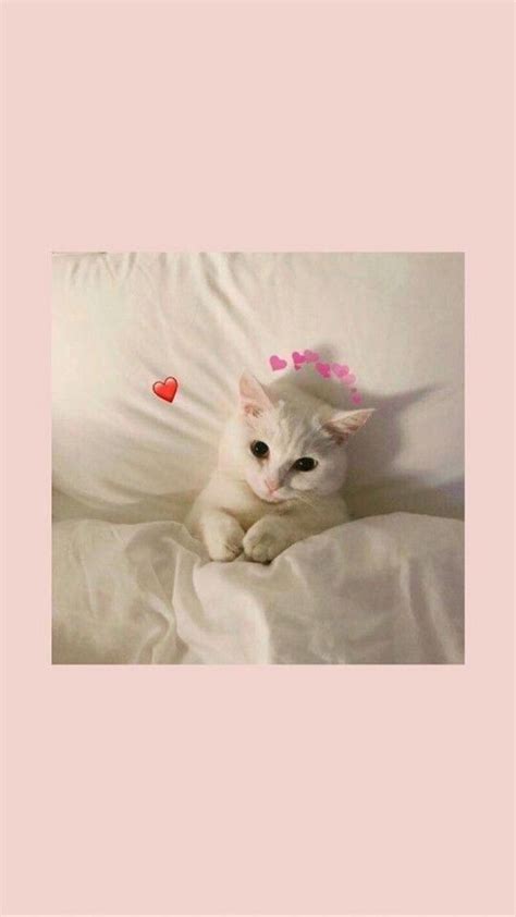 20 Greatest Wallpaper Aesthetic Kucing Lucu You Can Download It Free
