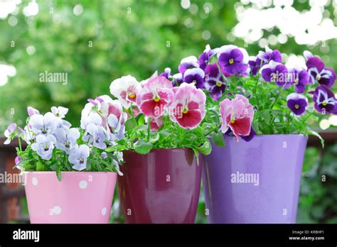 Pansies Pot Hi Res Stock Photography And Images Alamy