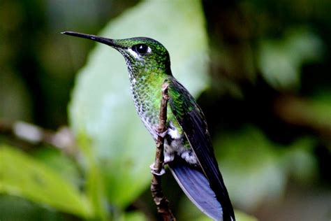 Jan 16, 2020 · amazon rainforest animals also include a number of ones that live in freshwater. 10 amazing rainforest animals in Central America ...