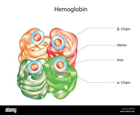 Hemoglobin Molecule Hi Res Stock Photography And Images Alamy