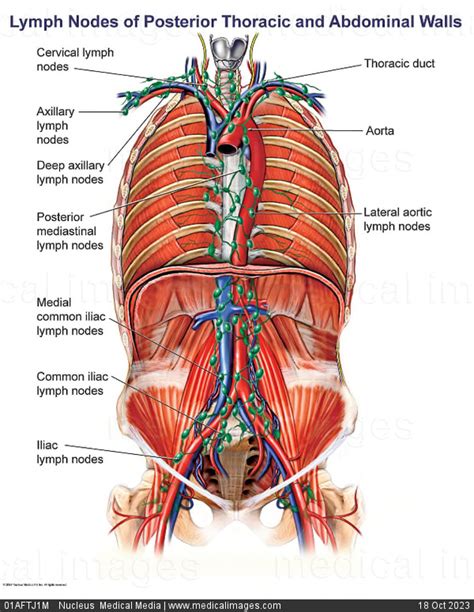 Stock Image Illustration Of The Posterior Thoracic And Abdominal Lymph