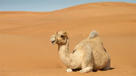 Camel Resting On Sand Dunes Windows Spotlight Images
