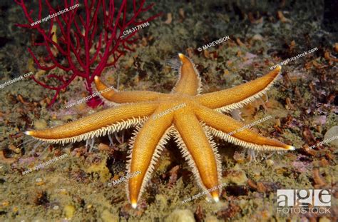 Seven Armed Starfish Luidia Ciliaris Eastern Atlantic Galicia