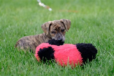 What Is The Cur Dog Breed See These 5 Amazing Things About Cur Dogs