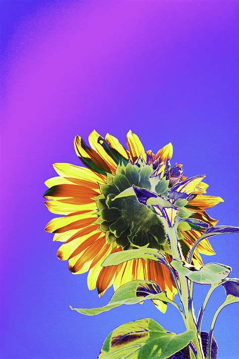 Psychedelic Sunflower 4 Photograph By Peter Lloyd