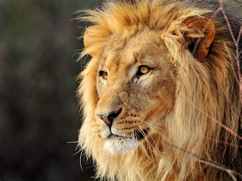 Leo The Lion Animal Mane Profile Big Cat Hd Wallpaper Peakpx