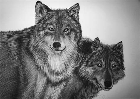 Wolf Charcoal Drawing By Edgarsart On Deviantart