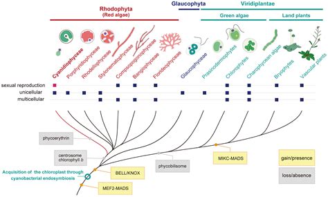 Life Cycle And Functional Genomics Of The Unicellular Red Alga