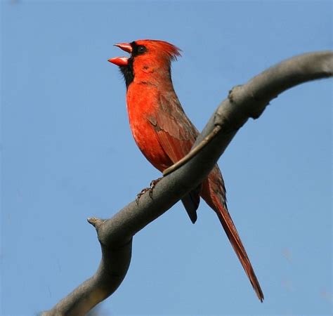 Image Result For Cardinal Singing Red Birds Birds Cute Pictures