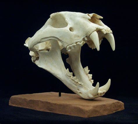 Cat Skull Animal Skeletons Dog Skull