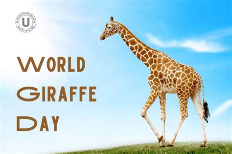 World Giraffe Day 2022: Quotes, Images, Slogans, Greetings, Messages to