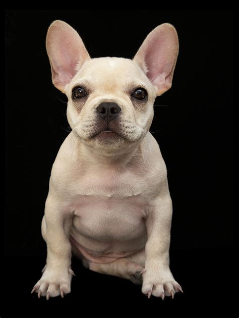 Cream Colored French Bulldog Puppy Photograph By M Photo