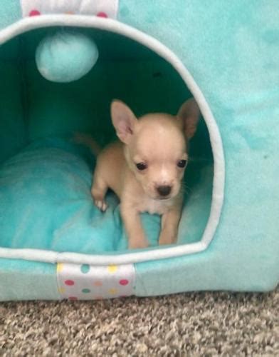 Adopt a dog or cat puppy or kitten in atlantaatlanta pet rehoming network helps keep beloved atlanta ga domestic mediumhair meet iska a cat for adoption. Chihuahua Puppy for Sale - Adoption, Rescue for Sale in ...