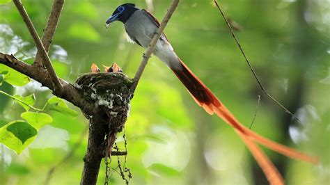 Chinese Paradise Flycatchers Settle Breed In E China Wetland Park Cgtn