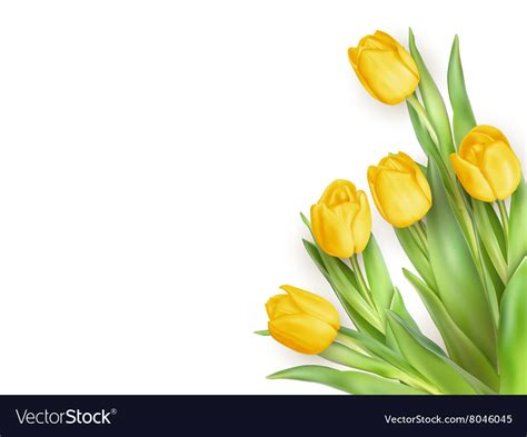 Yellow Tulips Flowers Eps 10 Royalty Free Vector Image