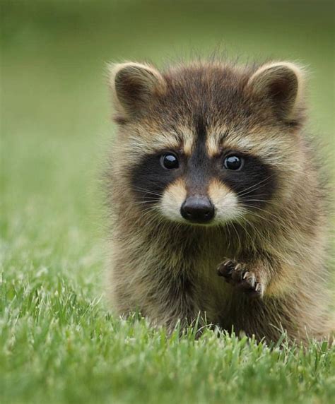 Cute Baby Raccoon Photos Videos And Facts Animal Hype