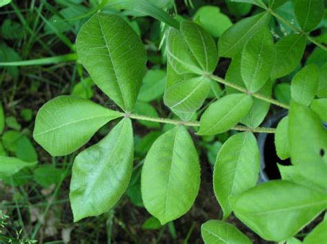 Laurus nobilis is an aromatic evergreen tree or large shrub with green, glabrous smooth leaves, in the flowering plant family lauraceae. Mockernut Hickory - - Purdue Fort Wayne
