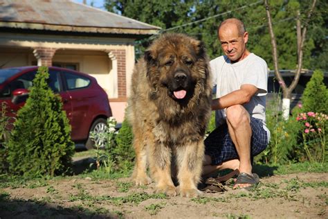 Caucasian Mountain Dogs The Personality Of The Caucasian Ovcharka