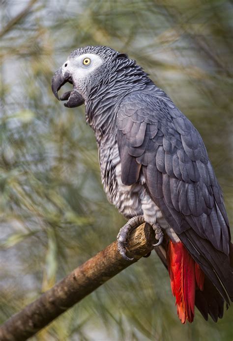 African Grey Parrot On The Branch African Grey Parrot Parrot