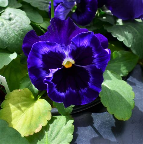 Pansy Viola Wittrockiana Neon Violet From Hillcrest Nursery