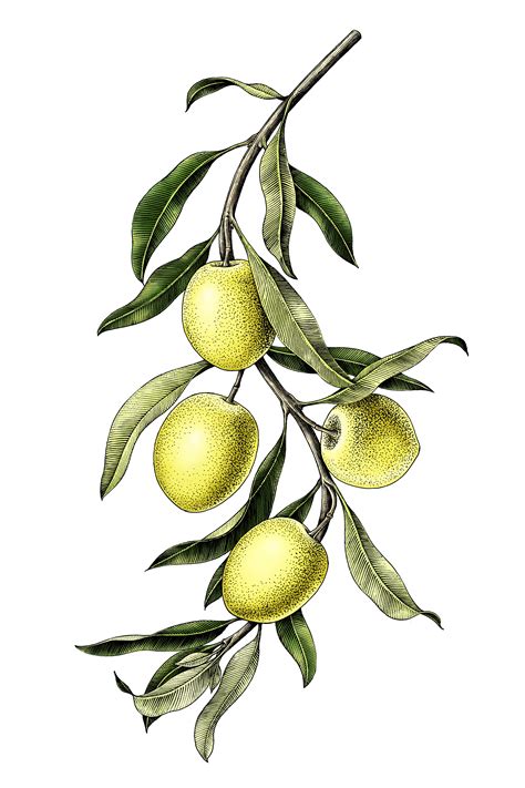 Check Out My Behance Project Olives Branch Botanical Illustration