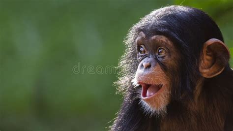 Un Chimpancé Del Bebé En Ramas Del Mangle El República Del Congo