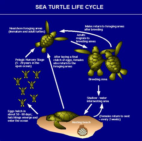 Sea Turtle Life Cycle Diagram Bing Sea Turtle Life Cycle Turtle