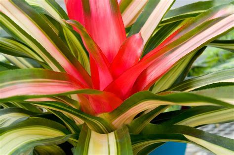 Tropical Plants For Outdoor Summer Containers Slideshow