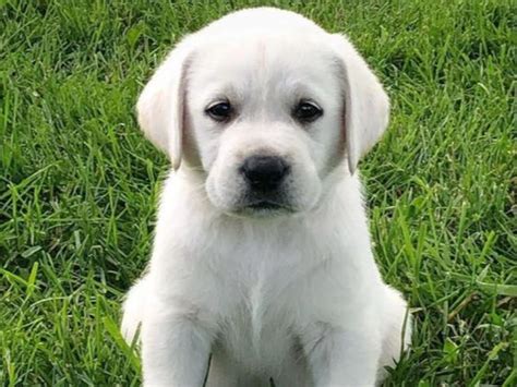 Louis, iowa, nebraska, kansas, oklahoma area, and around the usa. AKC English Lab Puppies | English lab puppies, Lab puppies ...