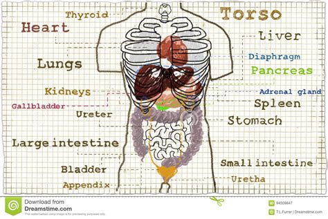 This diagram depicts picture of body organs location 2 with parts and labels. Torso Internal Anatomy Illustration Stock Illustration ...