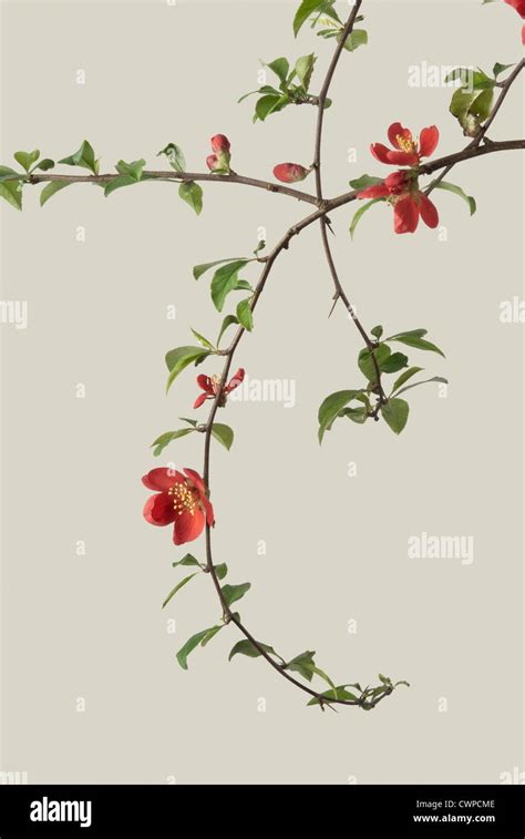 Chaenomeles Japonica Quince Stock Photo Alamy