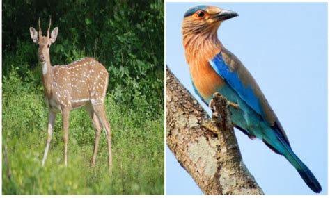 State Animal And Birds Of 29 States Of India