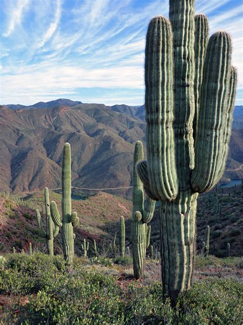 Tall Saguaro Cacti Vineyard Trail Theodore Roosevelt Lake Arizona