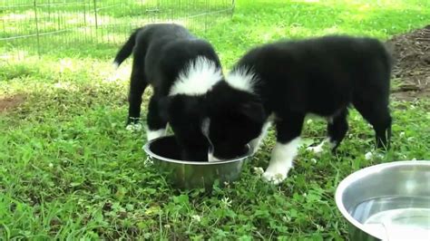 New Border Collie Puppies Youtube