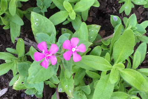 Pink Flowering Plant Identification Identify Shrub With Pink Flowers