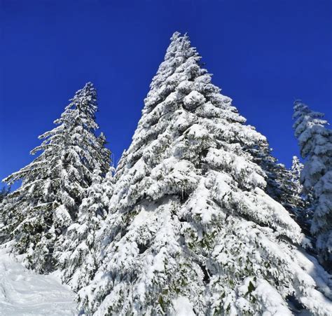 Snow Covered Spruce Trees Stock Image Image Of Background 23337311
