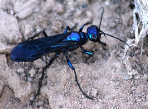 Steel Blue Cricket Hunter Insect Species Bugs Animal Species